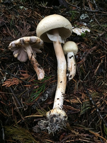 Agaricus abruptibulbus — photo