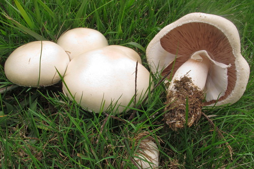 Agaricus arvensis (Horse mushroom) — photo