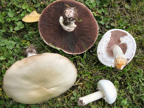 Agaricus arvensis (Horse mushroom) — photo
