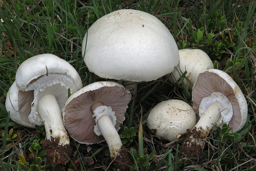 Agaricaceae