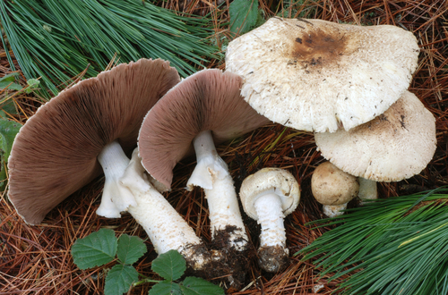 Agaricus augustus (The Prince) — photo