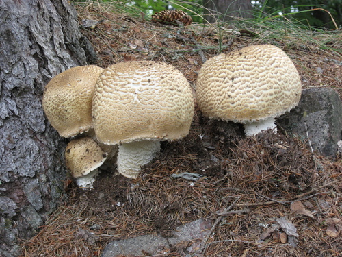 Agaricus augustus (The Prince) — photo