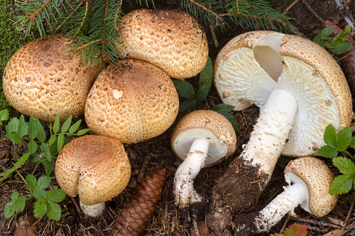 Agaricus augustus