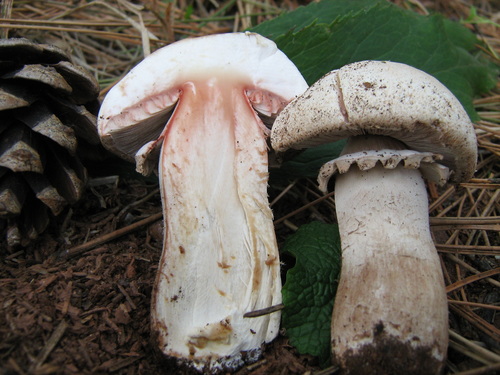 Agaricus benesii — photo