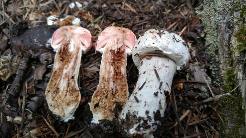 Agaricus benesii — photo