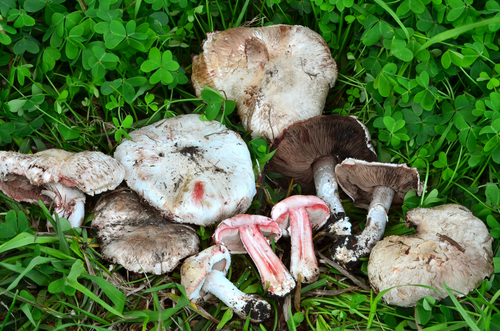 Agaricus benesii