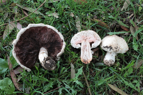 Agaricus bernardii (Salt-loving agaricus) — photo