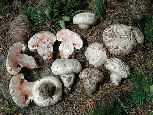 Agaricus bernardii (Salt-loving agaricus) — photo