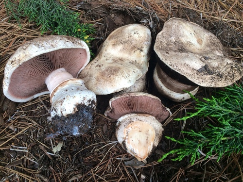 Agaricus bernardii