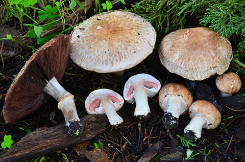 Agaricus bisporus var. albidus — photo
