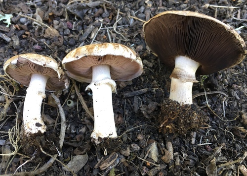Agaricus bisporus var. albidus