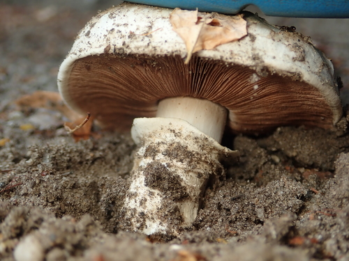 Agaricus bitorquis (Spring agaricus) — photo
