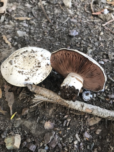 Agaricus bitorquis (Spring agaricus) — photo
