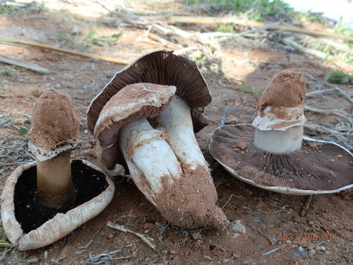 Agaricus bitorquis