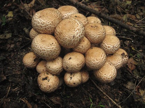 Agaricus bohusii — photo