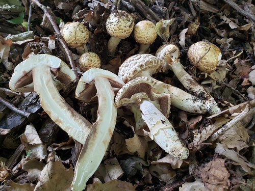 Agaricus bohusii