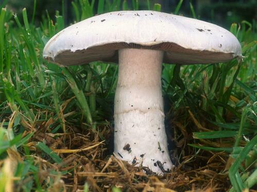 Agaricus campestris — photo 2