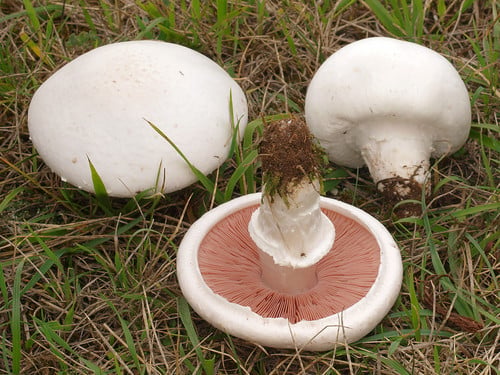 Agaricus campestris — photo 3