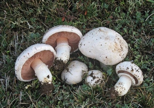 Field mushroom