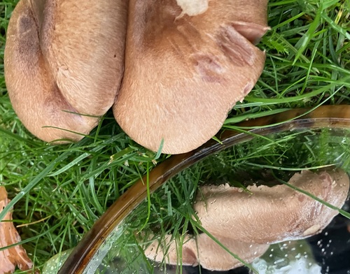 Agaricus comptulus — photo