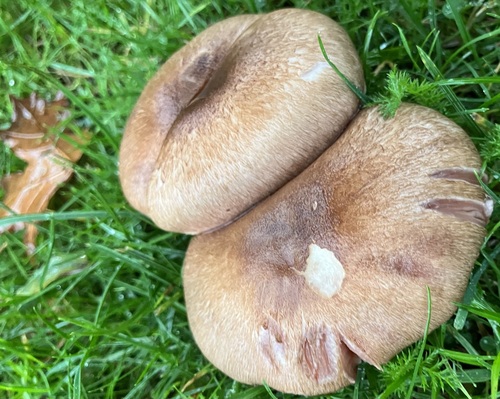 Agaricus comptulus