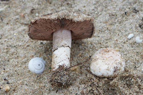 Agaricus devoniensis — photo