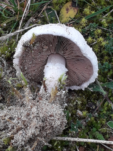 Agaricus devoniensis — photo
