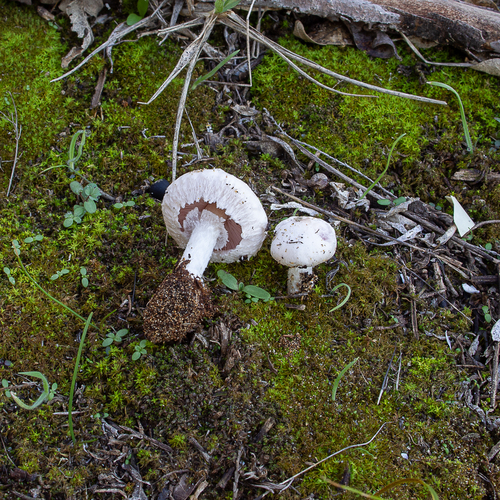 Agaricus devoniensis