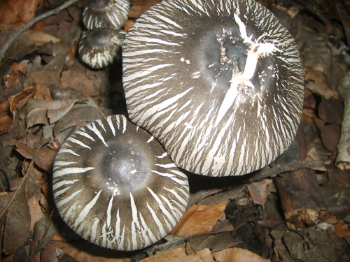 Agaricus endoxanthus — photo
