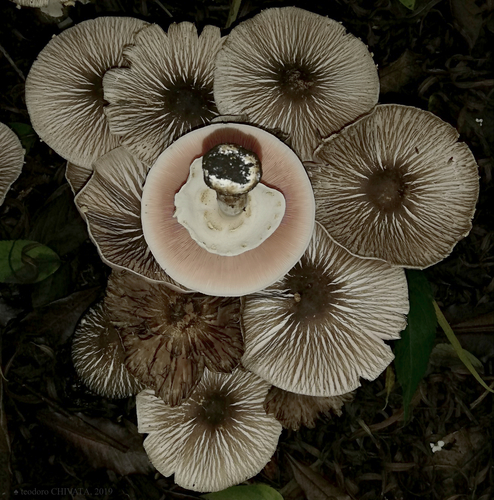 Agaricus endoxanthus — photo