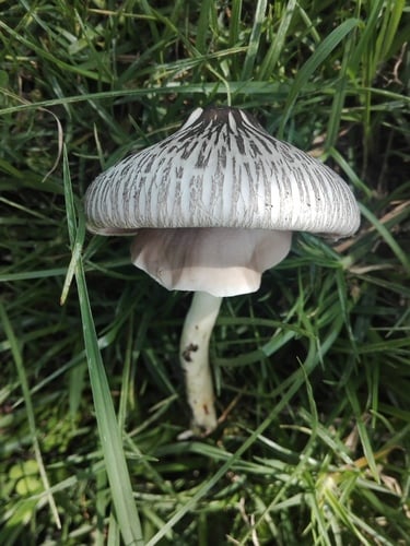 Agaricus endoxanthus