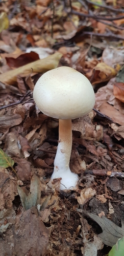 Agaricus essettei (Large-bulbed mushroom) — photo