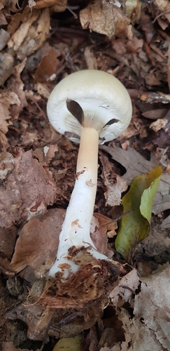 Agaricus essettei (Large-bulbed mushroom) — photo