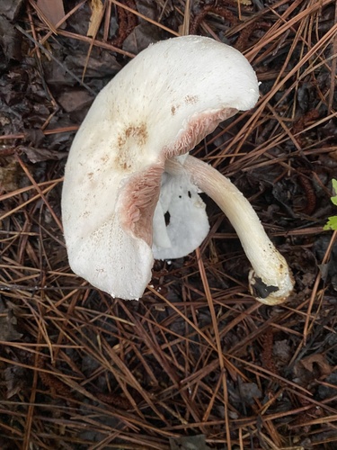 Agaricus flocculosipes — photo