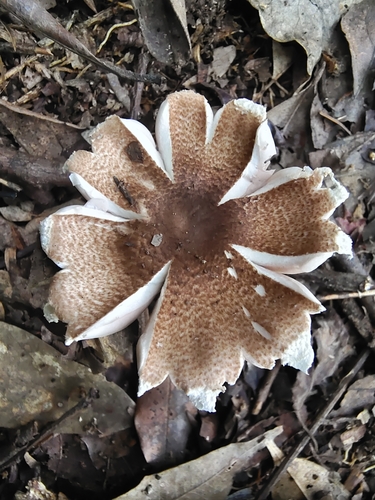 Agaricus flocculosipes