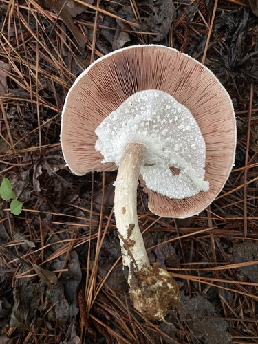 Agaricus flocculosipes — photo