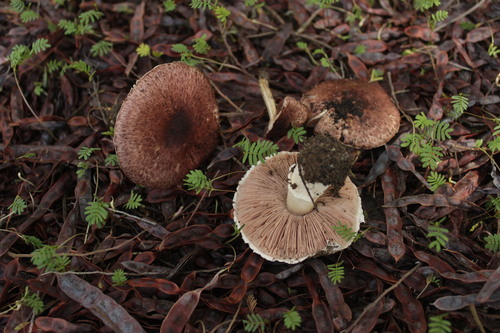 Agaricus fuscofibrillosus — photo