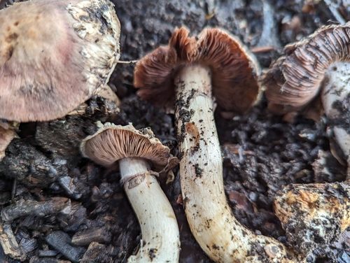 Agaricus fuscovelatus — photo