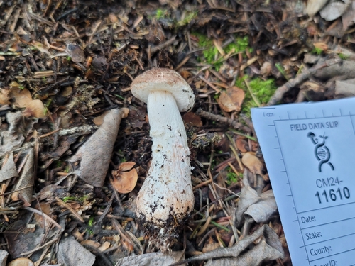 Agaricus haemorrhoidarius