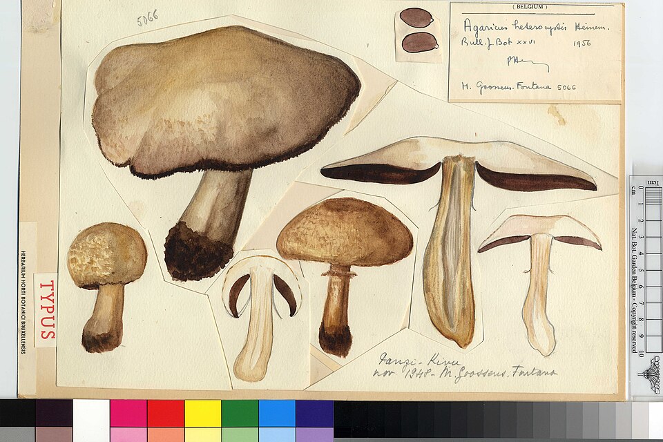 Agaricus heterocystis — photo