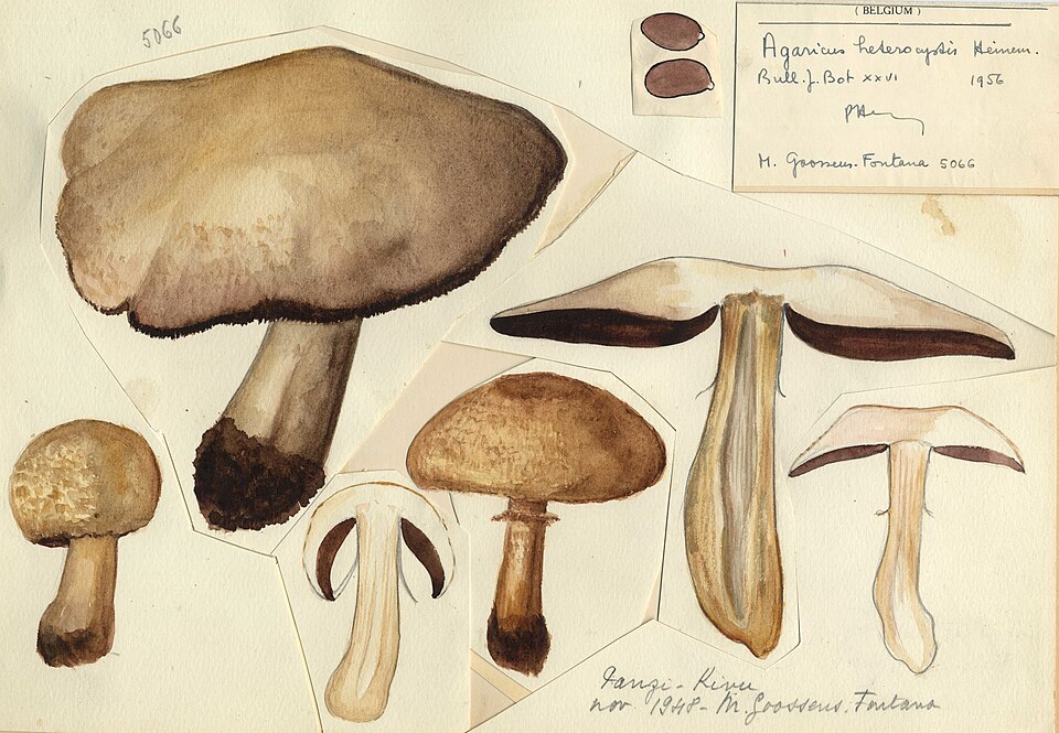 Agaricus heterocystis