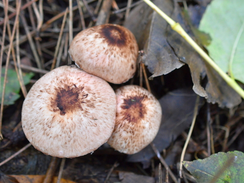 Agaricus impudicus — photo