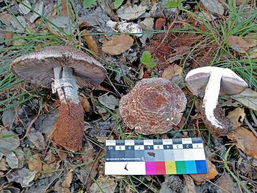 Agaricus impudicus
