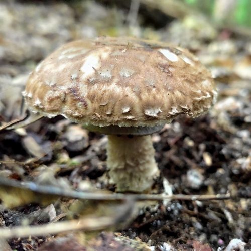 Agaricus lanipes — photo
