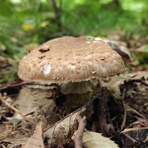 Agaricus lanipes
