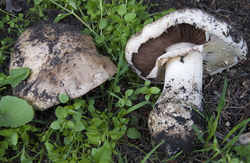Agaricus lilaceps — photo