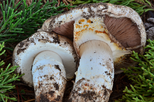Agaricus lilaceps — photo