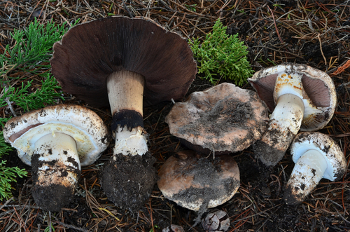 Agaricus lilaceps