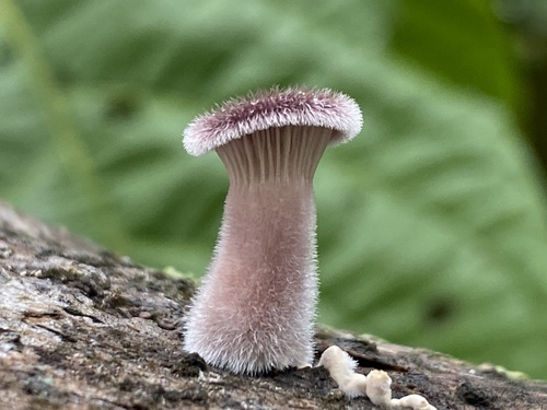 Agaricus macrosporus (Albert's mushroom) — photo