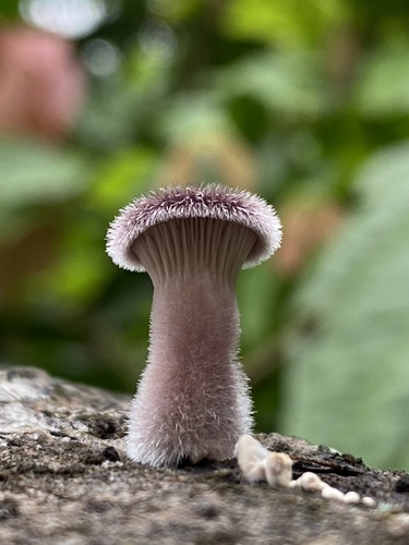 Agaricus macrosporus (Albert's mushroom) — photo